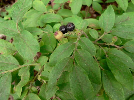 {Vaccinium hirsutum}